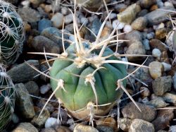 Gymnocalycium cardenasianum VG 935a