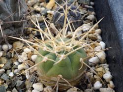 Gymnocalycium cardenasianum VoS 1983