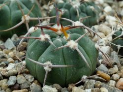 Gymnocalycium carminanthum P 133