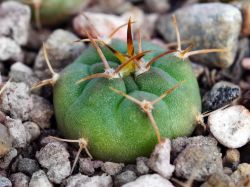 Gymnocalycium carminanthum VG 1486