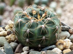 Gymnocalycium carolinense ssp. fedjukinii VG 475