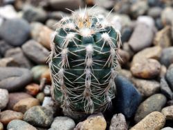 Gymnocalycium carolinense ssp. ludwigii LB 328