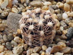 Gymnocalycium carolinense ssp. ludwigii VG 288