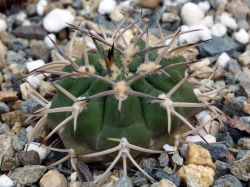 Gymnocalycium catamarcense GN 1015/3544