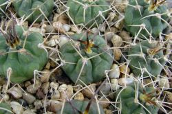 Gymnocalycium catamarcense ssp. acinacispinum VG 189