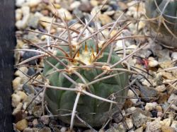 Gymnocalycium coloradense JN 1040