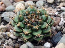 Gymnocalycium damsii v. torulosum