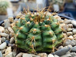 Gymnocalycium damsii v. torulosum