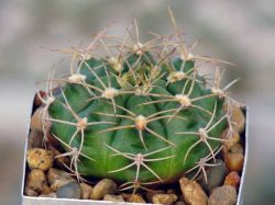 Gymnocalycium damsii v. tucavocense L 361