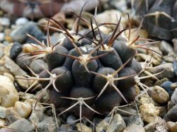 Gymnocalycium delaeti VG 1350