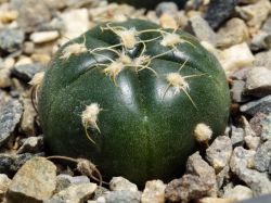 Gymnocalycium denudatum LB 811