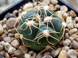 Gymnocalycium denudatum