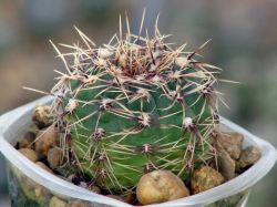 Gymnocalycium erinaceum HT 87-3/1637