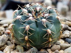Gymnocalycium erinaceum VG 1086