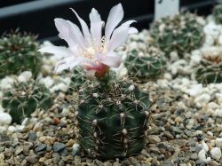 Gymnocalycium erinaceum v. paucisquamosum STO 390