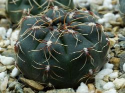 Gymnocalycium erolesii SNE 04-017-169