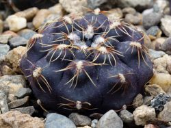 Gymnocalycium erolesii SNE 04-017-169