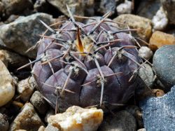 Gymnocalycium esperanzae VG 1242