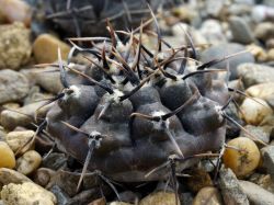 Gymnocalycium esperanzae VG 1242