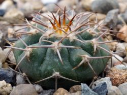 Gymnocalycium ferocior VG 320a