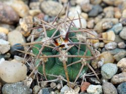 Gymnocalycium ferocior VG 512
