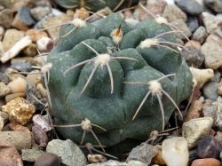 Gymnocalycium fischeri VG 001