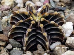 Gymnocalycium friedrichii LB 2178