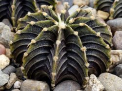 Gymnocalycium friedrichii LB 2178