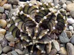 Gymnocalycium friedrichii VoS 01-014/A Трёхголовый