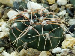 Gymnocalycium gaponii ssp. geyeri VG 506