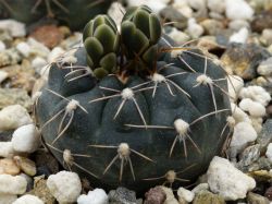 Gymnocalycium gaponii ssp. geyeri VG 506