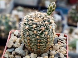 Gymnocalycium gertii ssp. evelyniae VG 1170