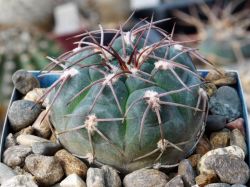 Gymnocalycium glaucum VG 194