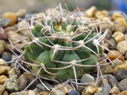 Gymnocalycium guanchinense P 226