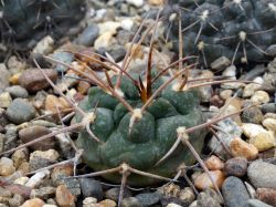 Gymnocalycium guanchinense VG 231