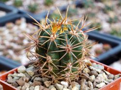 Gymnocalycium horridispinum