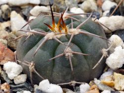 Gymnocalycium hossei P 139