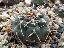 Gymnocalycium kieslingii f. castaneum VG 201