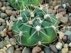 Gymnocalycium kroenleinii ssp. funettae JPR 09-113