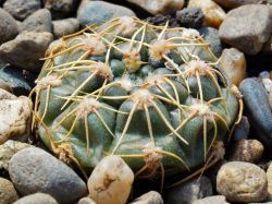 Gymnocalycium leeanum