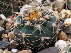 Gymnocalycium leptanthum aff. VG 1269-2