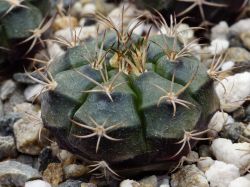 Gymnocalycium marekiorum STO 03-1713