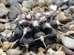 Gymnocalycium marsoneri ssp. new VG 1329