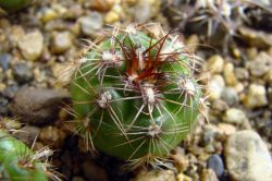 Gymnocalycium mesopotamicum