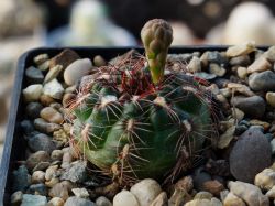 Gymnocalycium mesopotamicum