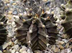 Gymnocalycium mihanovichii VoS 1-026