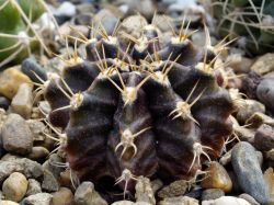 Gymnocalycium mihanovichii v. stenogonum P 242