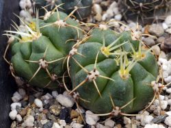 Gymnocalycium monvillei VG 271 Двухголовый