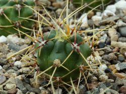 Gymnocalycium monvillei v. safronovii VG 035