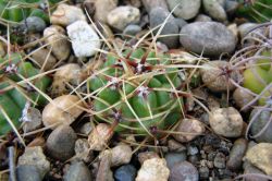Gymnocalycium monvillei v. safronovii VG 035
